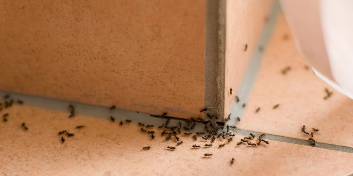 One Time Ant Control - Pest Control Solutions & Services - Tampa Bay, FL