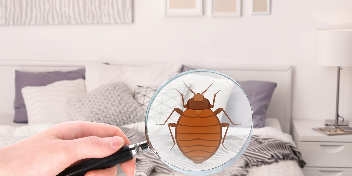 Bed Bug Service - Pest Control Solutions & Services - Tampa Bay, FL