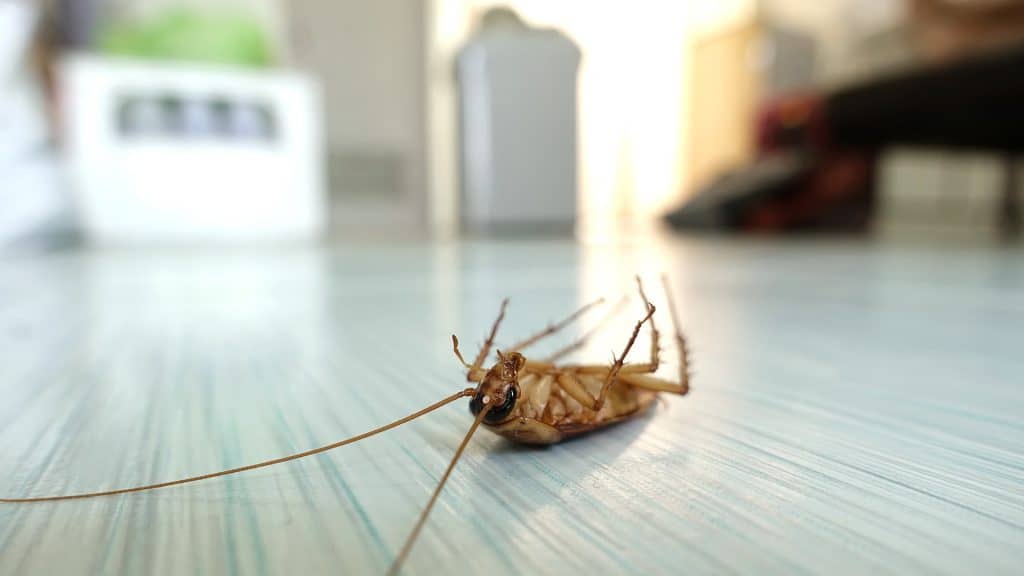 One Time Roach Service - Pest Control Solutions & Services - Tampa Bay
