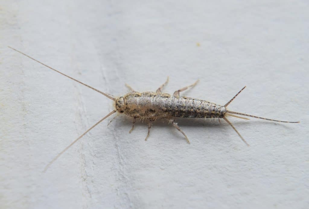 Silverfish Control - Pest Control Solutions & Services - Tampa Bay, FL
