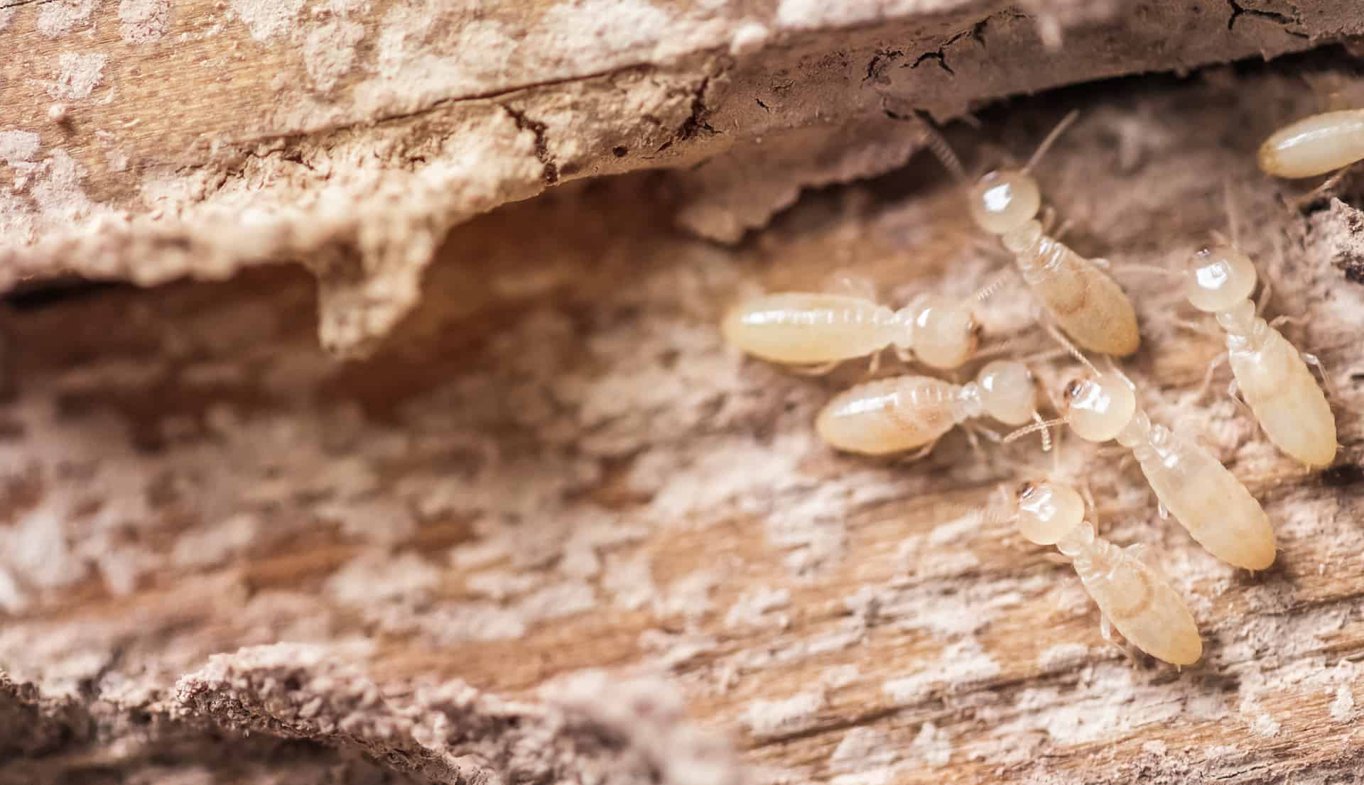 western subterranean termites