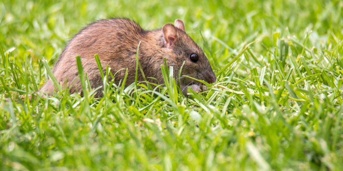 Norway rat in the garden between grass blades