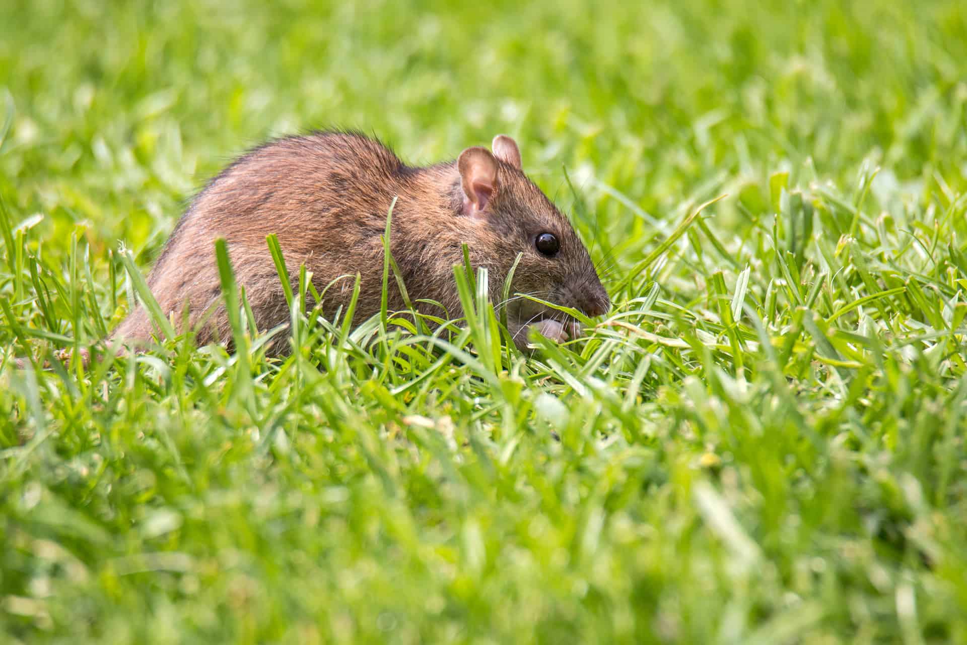 Voles Trapping & Removal in Virginia - Professional Pest Control