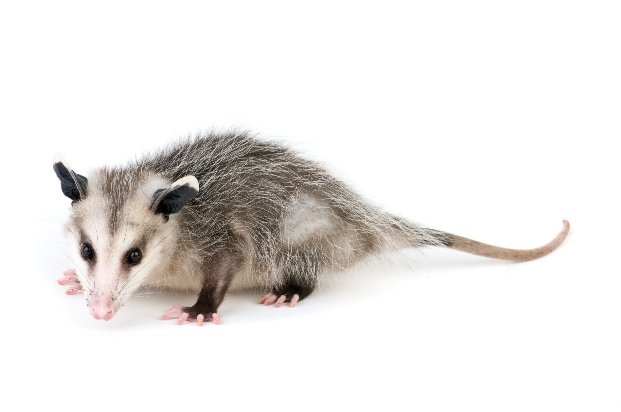 Opossum Trapping and Removal Services in East Tennessee