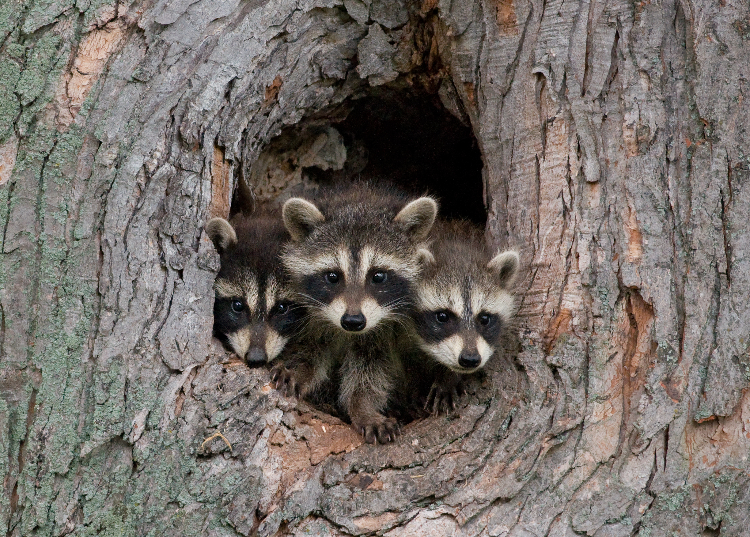 How to trap and remove a raccoon in West Virginia, Raccoon