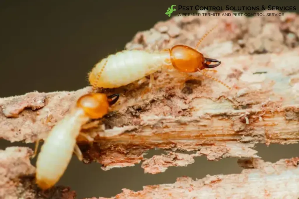 subterranean termite