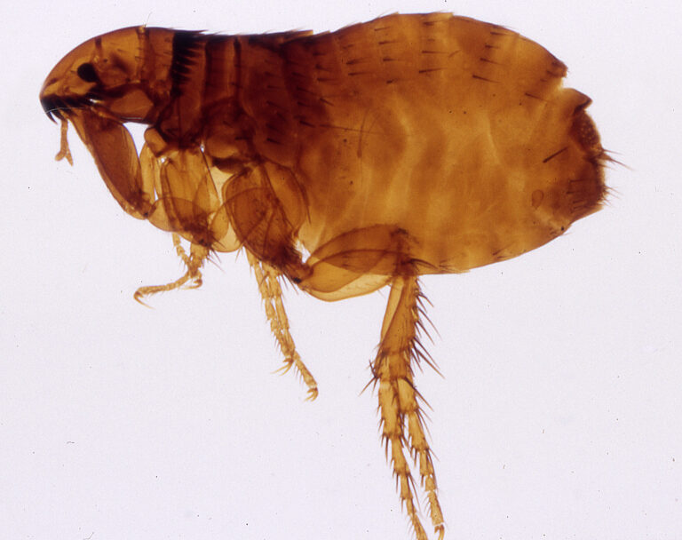 brown dog flea with long spring legs and stinging mouth tools