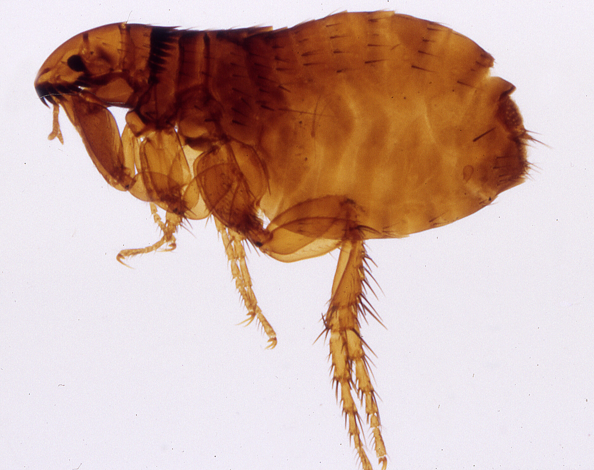 brown dog flea with long spring legs and stinging mouth tools