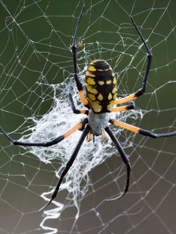 pest control indian shores fl exterminator