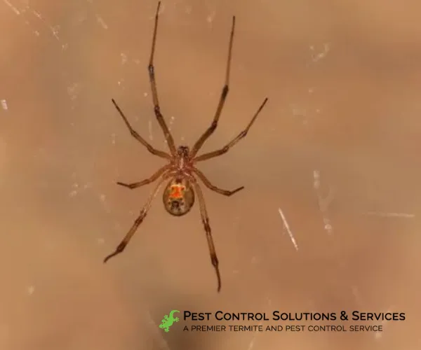A closeup shot of a brown widow spider