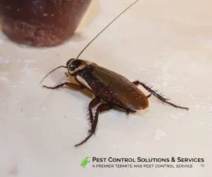 A cockroach is crawling on a tiled floor towards an old wooden bed foot