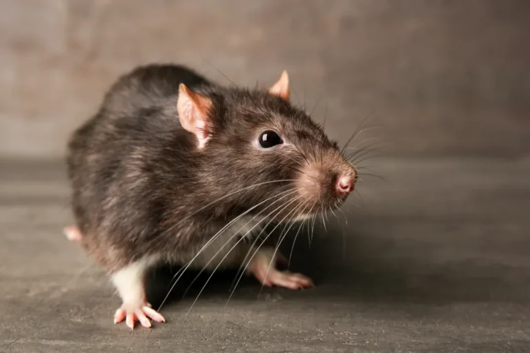 rodent