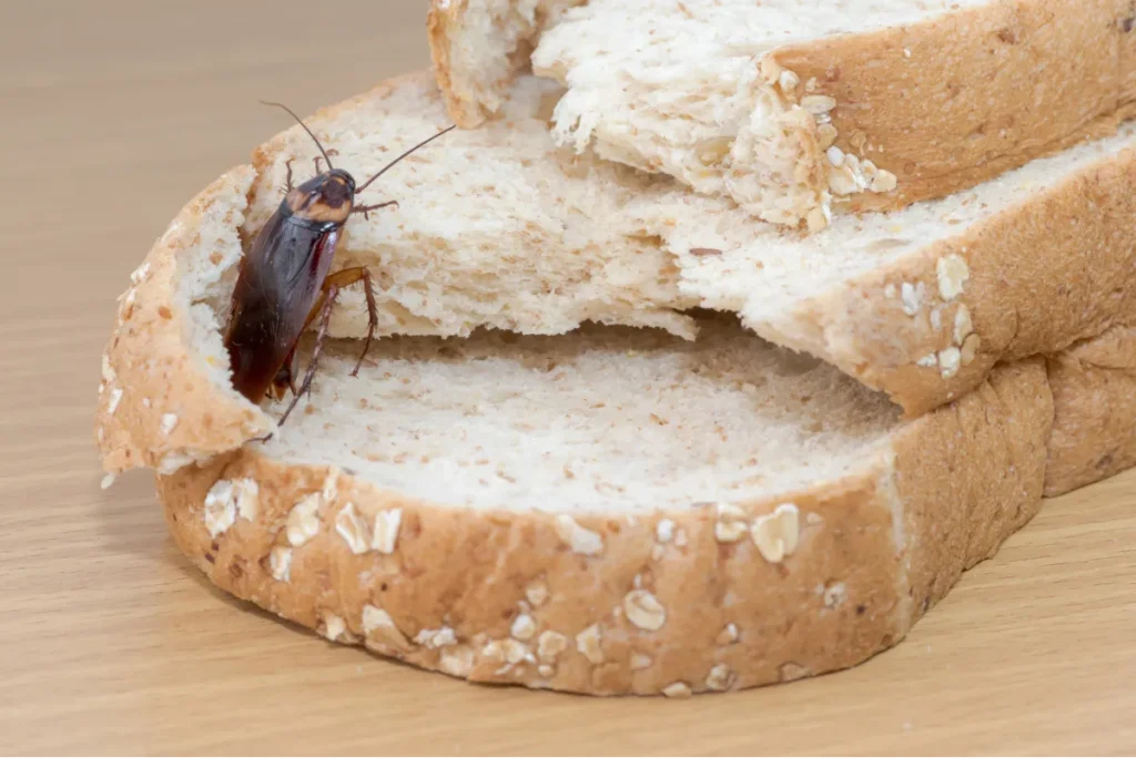 roach on the bread