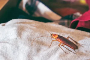cockroach in the drawer