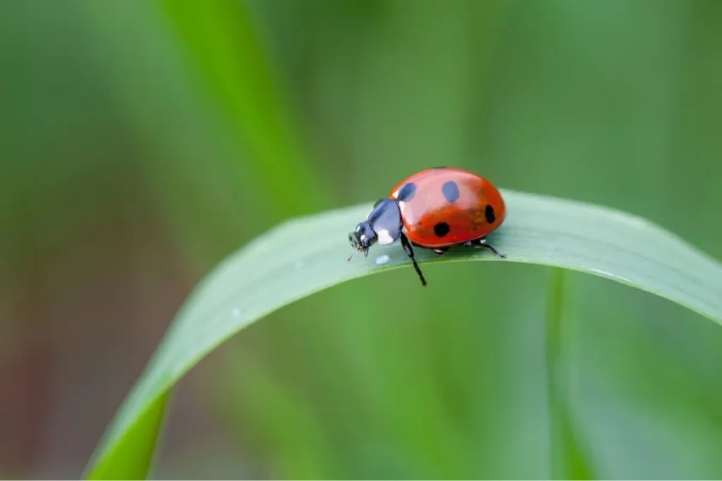 lady bug
