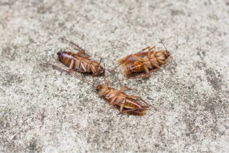 dead cockroaches