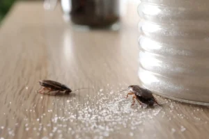 pests on the table