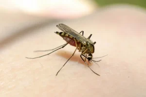 mosquito