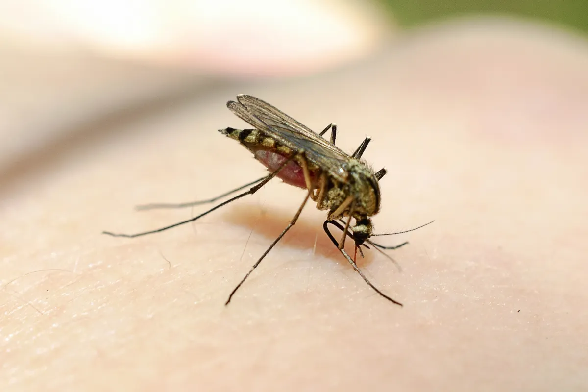 mosquito