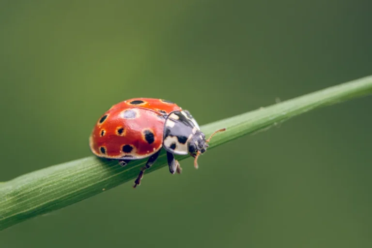 lady bug