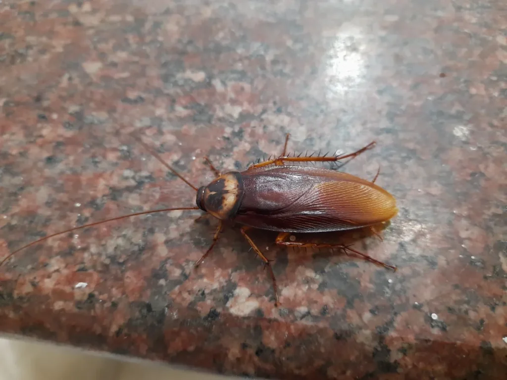 cockroach in the kitchen
