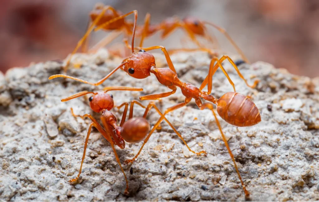 red ants