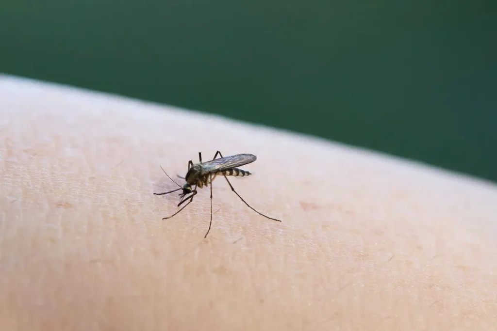 mosquito on human skin