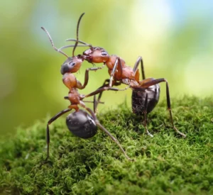 two ants