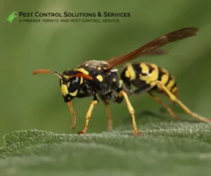 Wasp