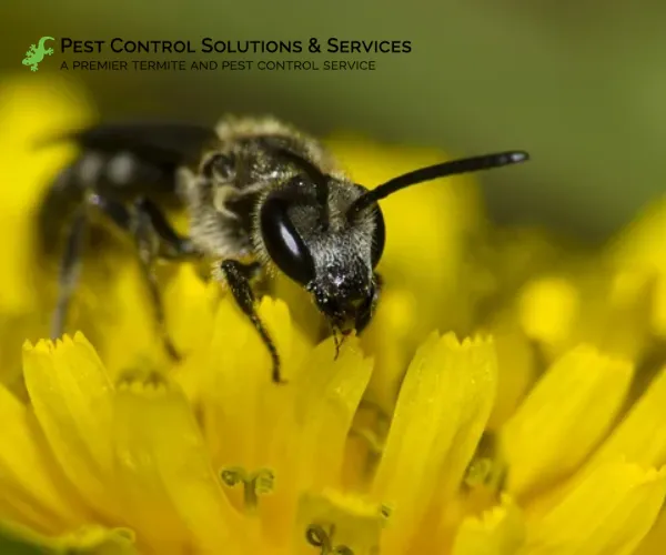 Wasp having lunch