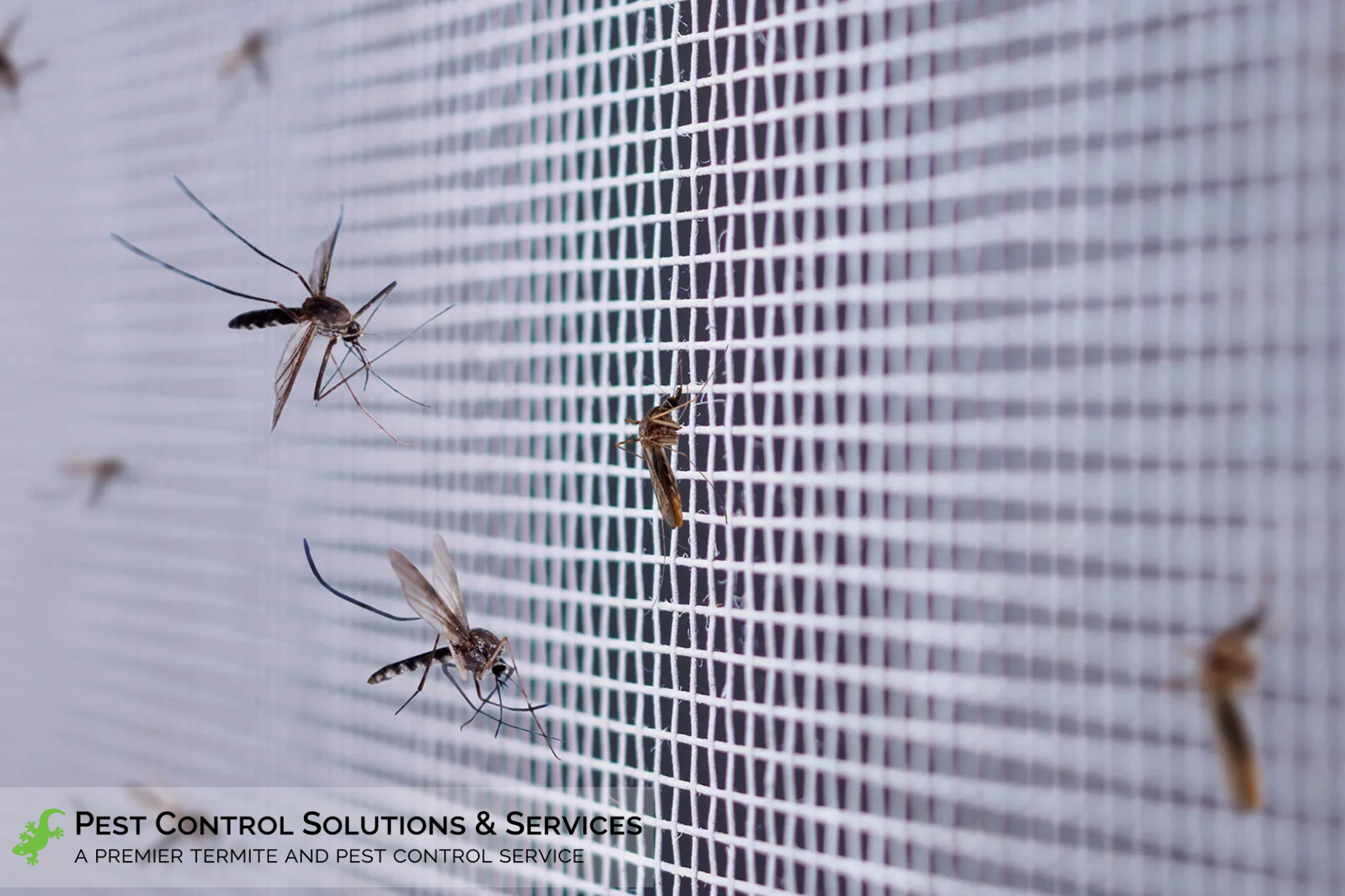 mosquitoes