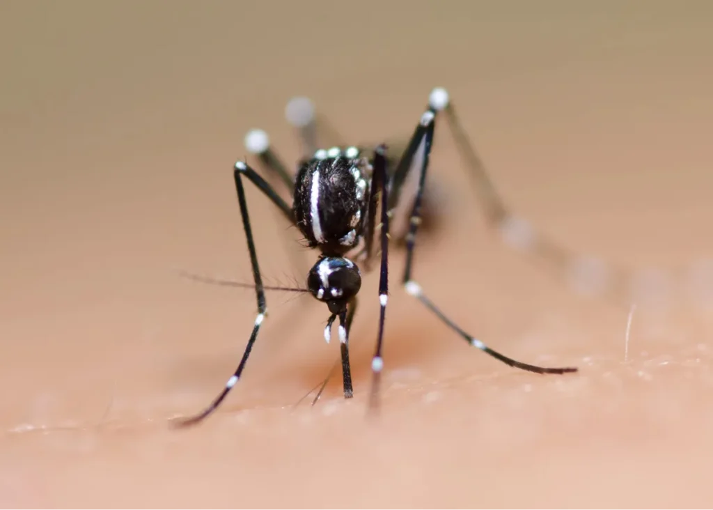 mosquito