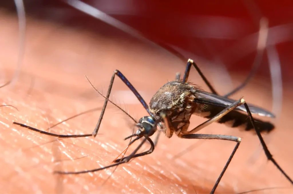 mosquito on human skin
