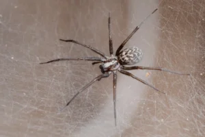 spider on its web