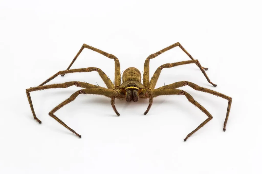 closed up photo of spider