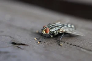 fly resting