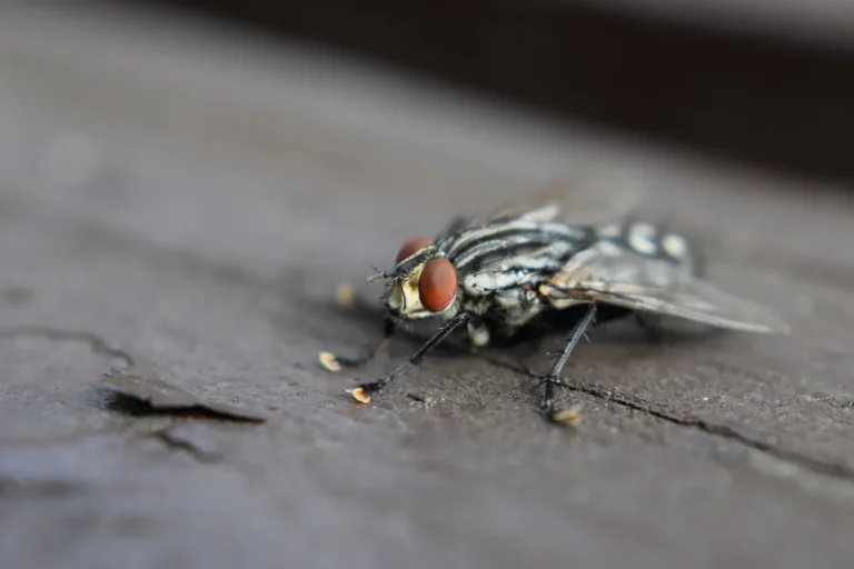 fly resting