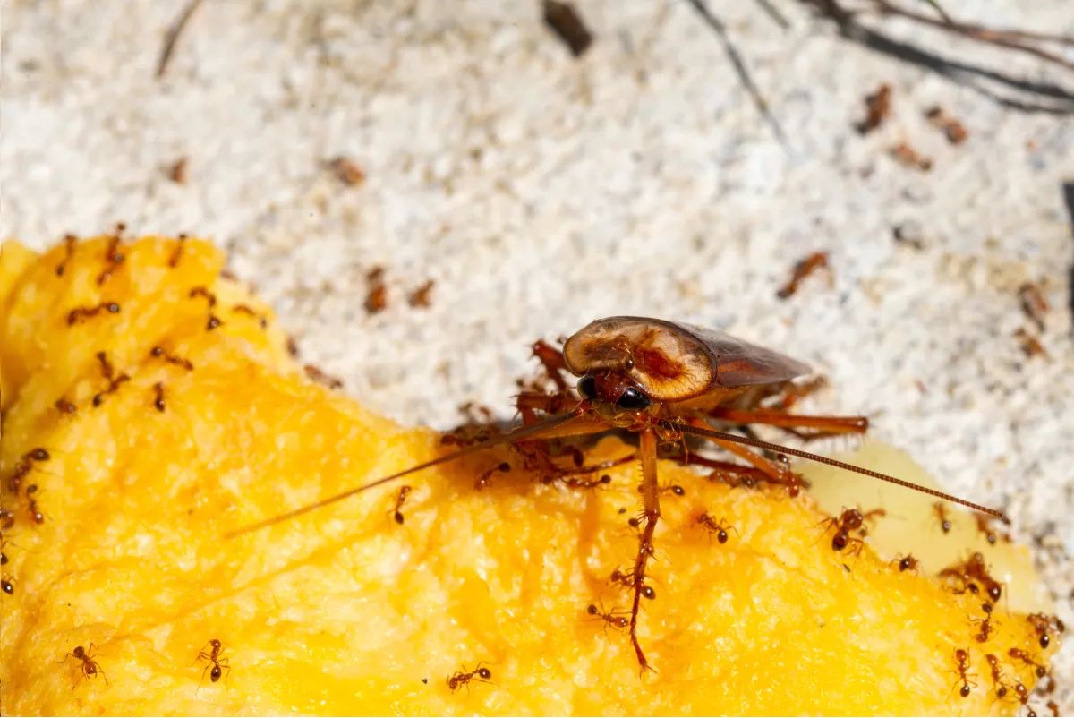 pest on food