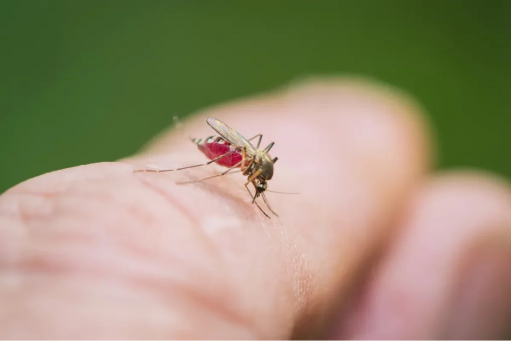 mosquito