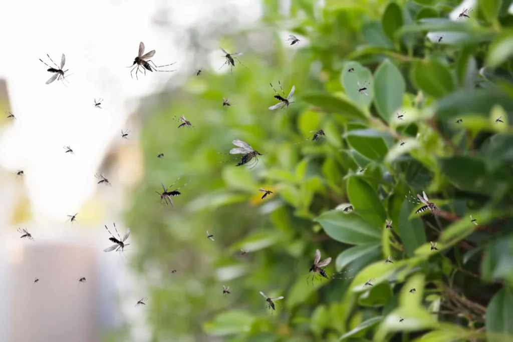 swarm of mosquitoes fly