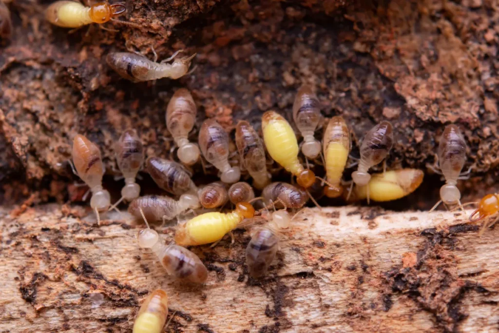 termite infestation