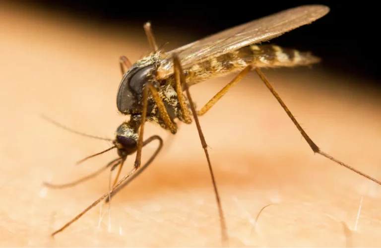 mosquito