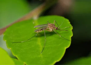 mosquito on a green leaf