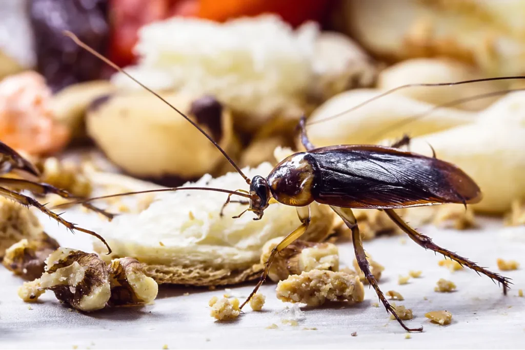 pest on the food