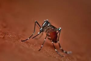 mosquito pest on human skin