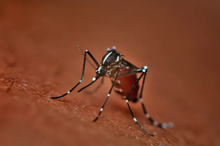 mosquito pest on human skin