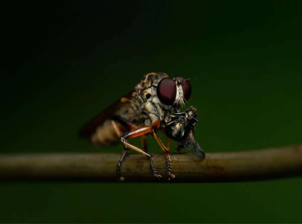 fly