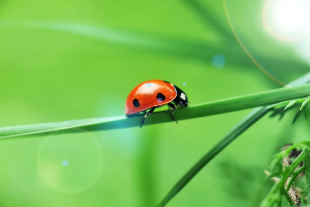 a bug on the plant