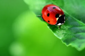 bug on the plant