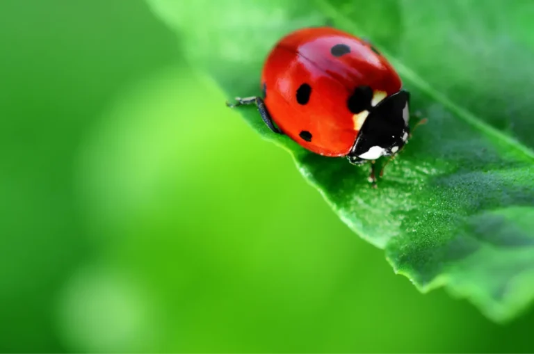 bug on the plant